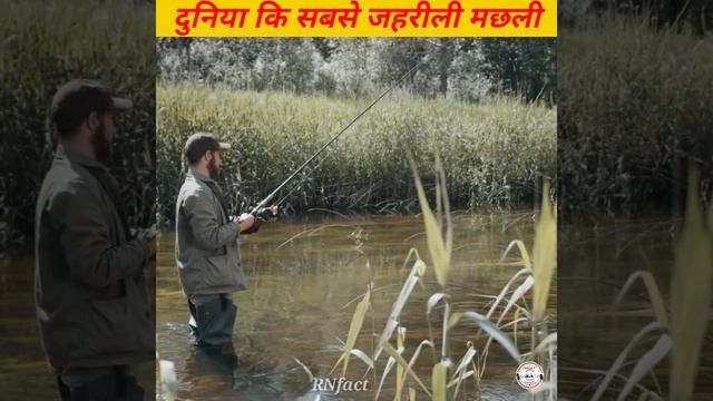 बस एक बुंद ज़हर से सारा शहर तबाह कर सकती हैं ये मछली। दुनिया कि सबसे जहरीली मछली Stonefish 😱#short