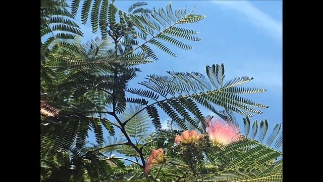 Mimosa in Bloom