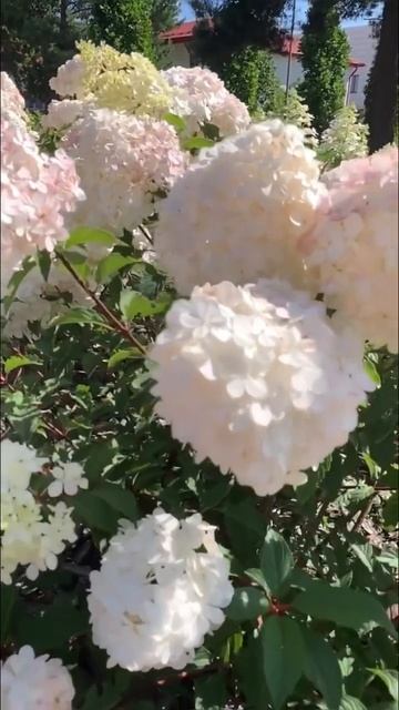 Beautiful hydrangeas #hortensia #garden #гортензия #hydrangeaflower #hydrangea #paniculata #flower