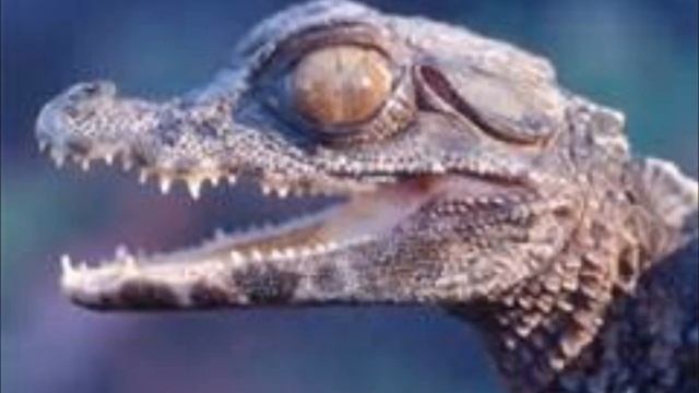 Alligator Boogie - an original song by Undeadtrev