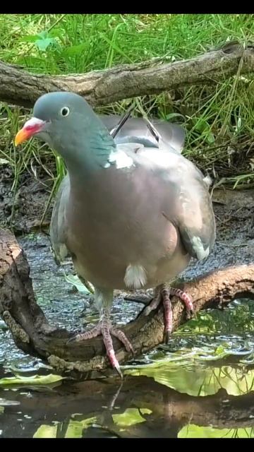 Вяхирь у ручья #birds #shorts