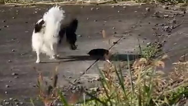 パピヨン、モグラ見つけたよ！
