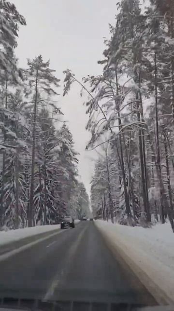 Белорусские леса 🌳😍