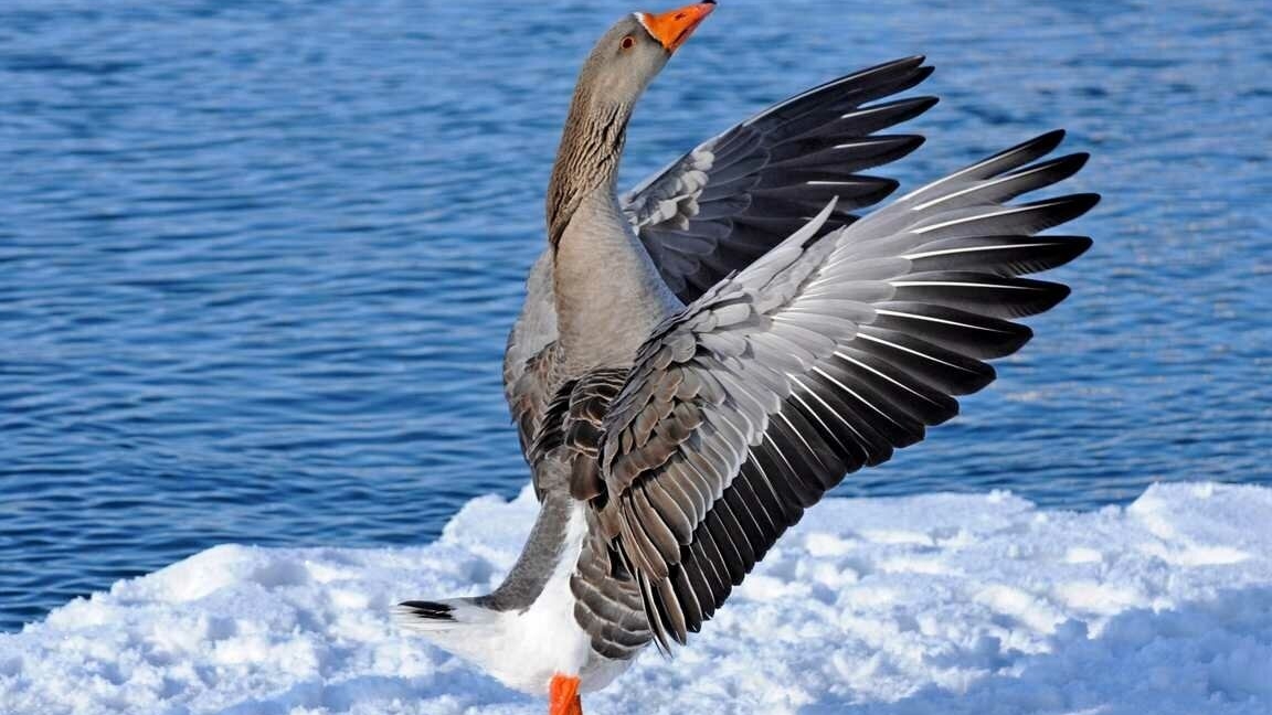 Февраль. ГУСИ на ЛЬДУ.