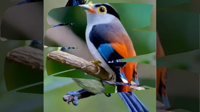 Красивые птицы!!!🐦🐦🐦