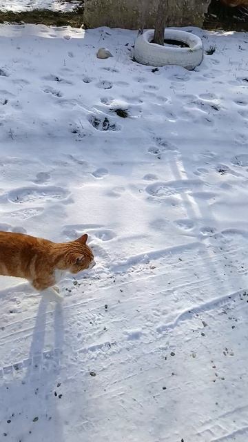 Котопёс! Кот - охранник :)

#котопес