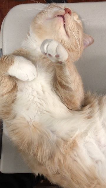 #кот #питомцы #люблютебя #музыка #creatorsearchinsights #вирусное_видео😍😍😍😍😍😍😍😍😍😍😍😍
