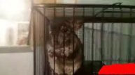 Vlog: вечер питомцев/ озвучка/ funny pets