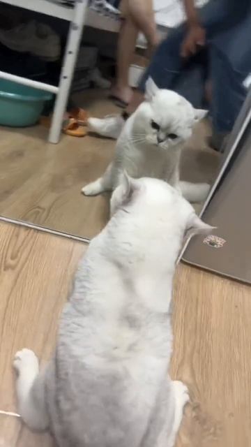 Мы в ВК https://vk.com/life_of_cats