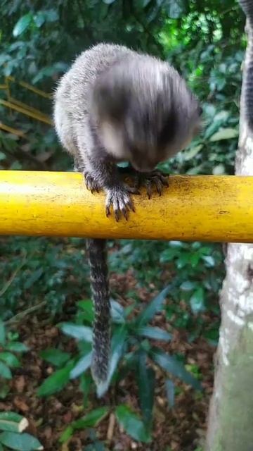 mico #natureza #fotografia #shorts