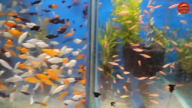 Om Sai Ram Aqua & Pets Aquarium Fish Shop | New Stock Update 2023