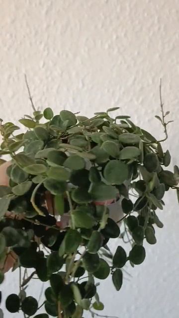 Hoya Serpens. Пересадка