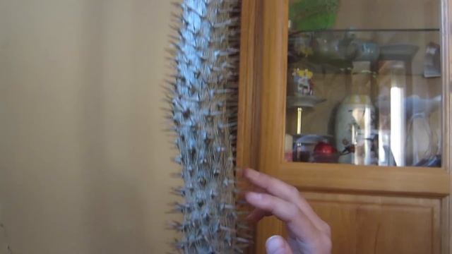 Water flowing effect with cactus thorns 선인장으로 물소리 효과