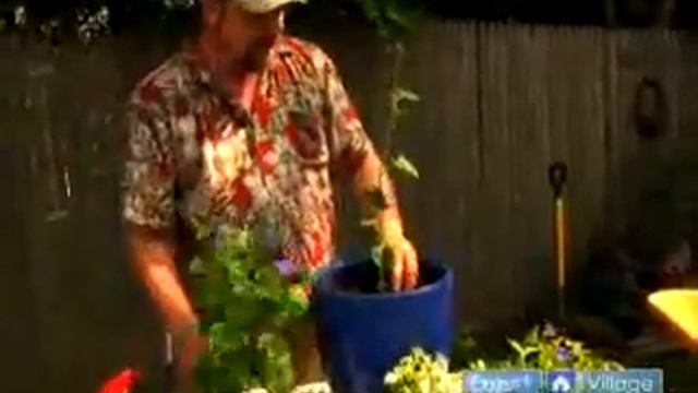 Direct Sunlight Conditions: Container Gardening Tips, Ideas & Advice