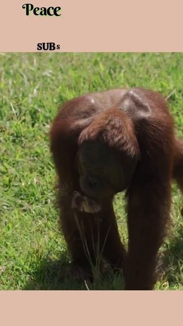 Orangutan Lifting Its Hand and Moving Around | Peace Music View the Wonder | #shorts