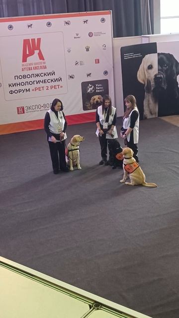 Чему научились собаки поводыри...