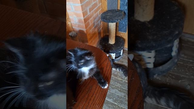Чёрный с белым сибирский котик Isberg Crown of Siberia, 4,5 месяца