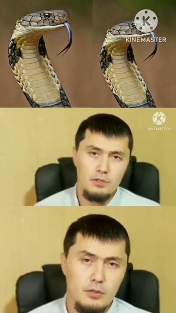 тушида илон курса