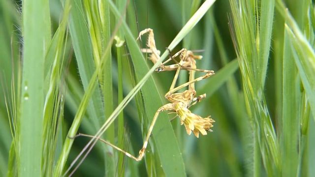 Empusa pennata