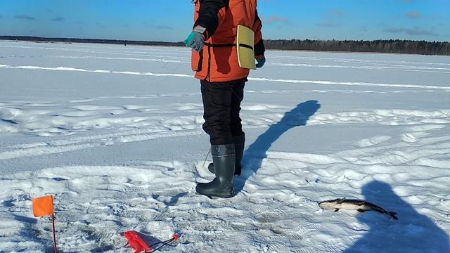 Супер эмоции! Жена побила рекорд по ловле щуки на жерлицы!  Большое раковое Озеро