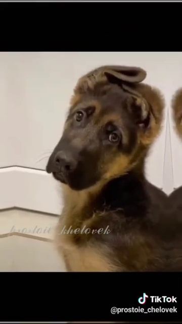 собака была маленькой и когда она выросла она стала очень злой