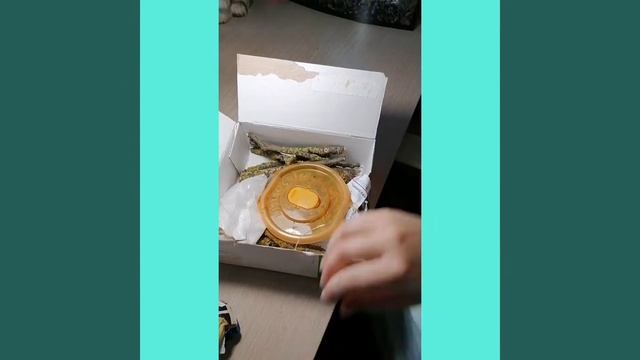 Распаковка улиток 🐌кто же там? 🤔
