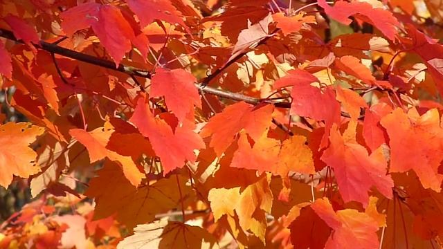 De Groene Heren Acer rubrum Scanlon