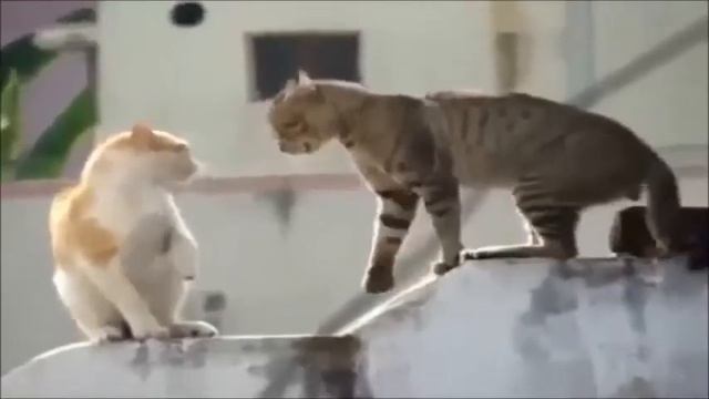 Кошки приколы  Кошки видео