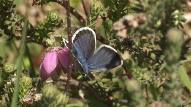 Silver-studded Blue butterfly