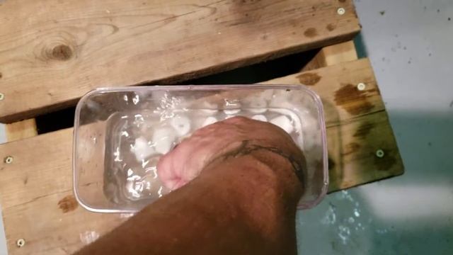 Breeding Puntius fasciatus (panda barbs) video 1