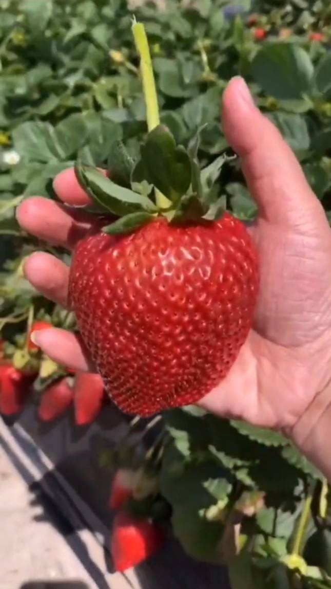 🍓🍌Ягоды-фрукты-овощи МУТАНТЫ! #shorts #garden #советы