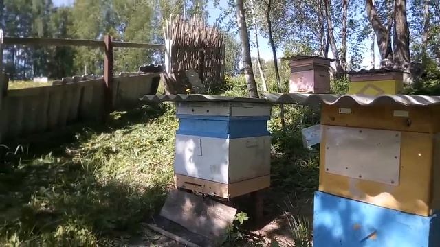 не по плану вышел рой,