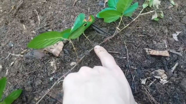 Planting Blackberries