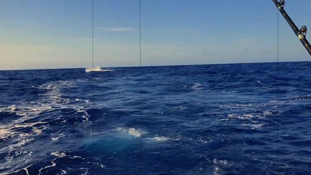 BLUE MARLIN MISSION   Azores 2018