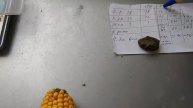 Як визначити майбутню урожайність🌽🌽 кукурудзи? Відповідь тут⬇