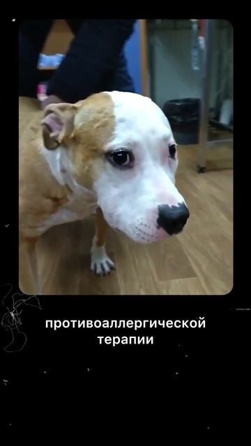 Эти препараты для питомца могут быть опасны.
