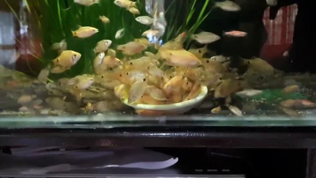 Aquarium Fish Feeding Frenzy - Rosy barbs and Zebra danios