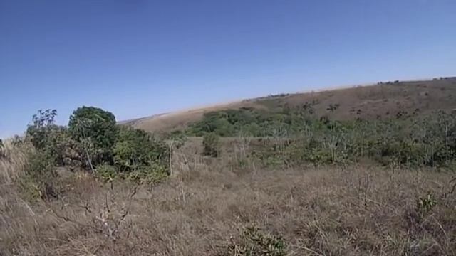 1 porca, 3 leitões e ninho de ema
