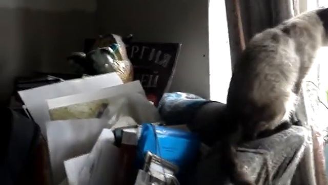 котэ,  пятница 13