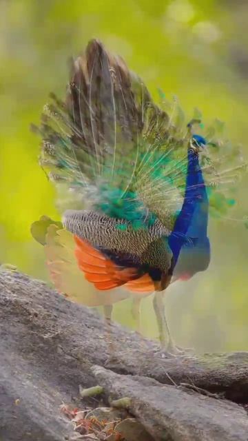 ♥️what a view...😱😱😱#youtubeshorts #shorts #netureshort #animals #photography #statusvideo