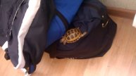 Young turtle (osol garjee)