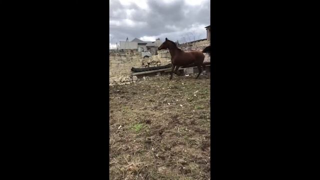 Лейла выходит на разминку. Лейла искупалась. Дагестан.