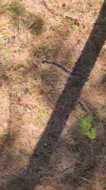 snake sighting! Eastern Hognose!