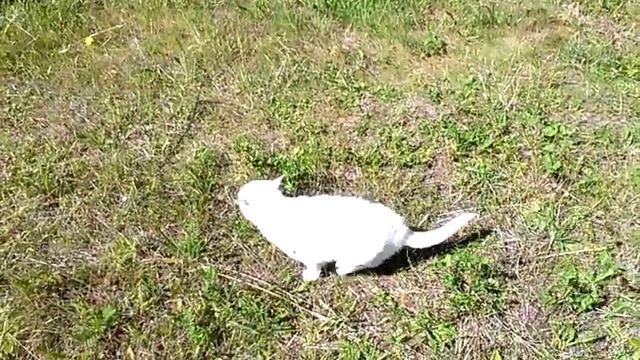 VIDEO0020 один тёплый день в июле кошки