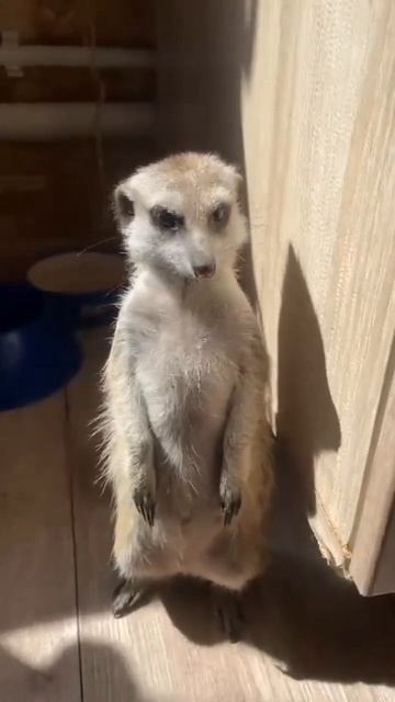 домашний сурикат #сурикат #кузбасс #животные #кемерово #animal #ytshorts #sports #cat #meerkat #lov