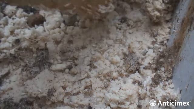Anticimex Expertos en Termitas