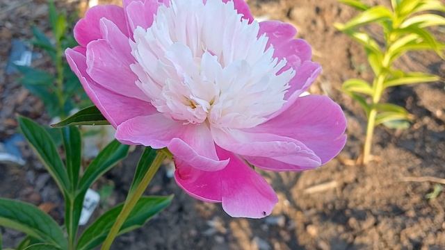 20240702_192252 (online-video-cutter.com)