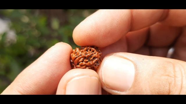 Buy Original Nepali 2 Mukhi Rudraksha (15.73 mm) # 0266