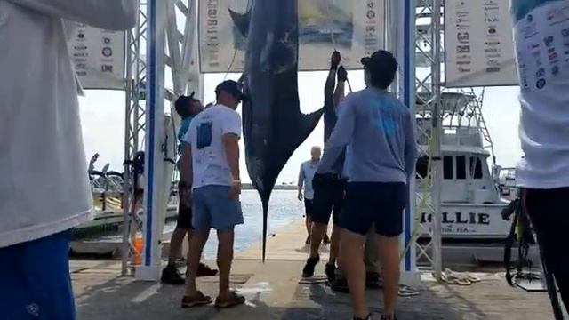 2020 Emerald Coast Blue Marlin Classic | MOLLIE | Blue Marlin