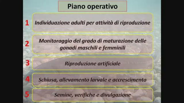 Lo Storione dell'Adriatico tra iconografia, leggenda e recupero di una specie simbolo